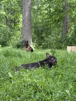 Jo, a male French Bulldog for sale in Chicago, IL – 3 of 3