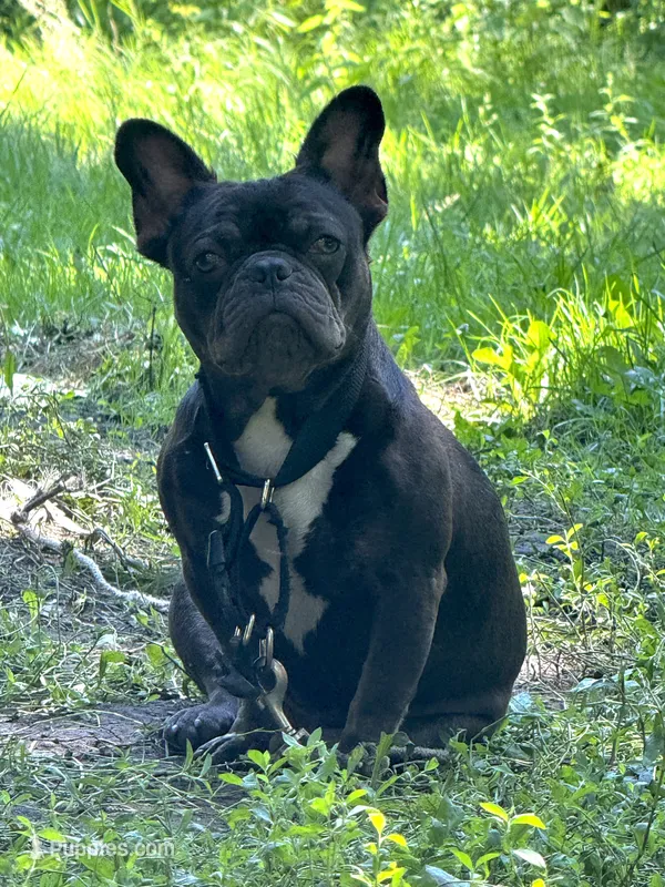 Jo – French Bulldog puppy for sale in Chicago, IL