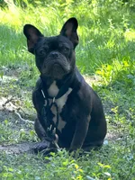 Jo, a male French Bulldog for sale in Chicago, IL – 1 of 3
