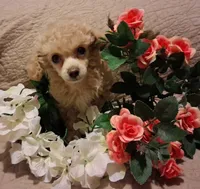 Maggie may, a female Poodle - Toy  for sale in Panama City, FL – 1 of 6
