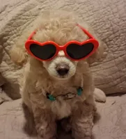 Maggie may, a female Poodle - Toy  for sale in Panama City, FL – 5 of 6