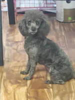 Bella, a female Poodle - Toy  for sale in Panama City, FL – Photo 2 of 3