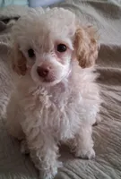 Bella, a female Poodle - Toy  for sale in Panama City, FL – Photo 1 of 3