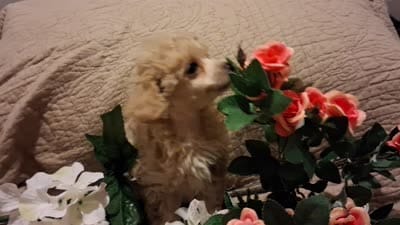 Maggie may, a female Poodle - Toy  for sale in Panama City, FL – 6 of 6