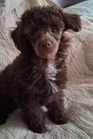 Naana, a female Poodle - Toy  for sale in Panama City, FL – Photo 1 of 4