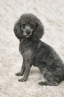 Naana, a female Poodle - Toy  for sale in Panama City, FL – Photo 3 of 4