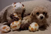 Maggie may, a female Poodle - Toy  for sale in Panama City, FL – 2 of 6