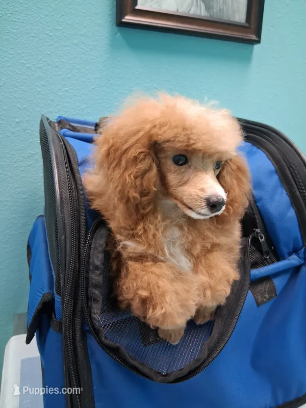 Rose – Poodle - Toy  puppy for sale in Panama City, FL