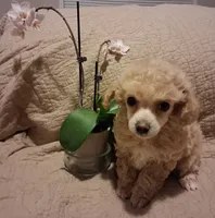 Maggie may, a female Poodle - Toy  for sale in Panama City, FL – 3 of 6