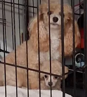 Maggie may, a female Poodle - Toy  for sale in Panama City, FL – 4 of 6