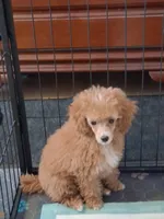 Rose, a female Poodle - Toy  for sale in Panama City, FL – 2 of 4