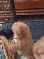 Rose, a female Poodle - Toy  for sale in Panama City, FL – 3 of 4