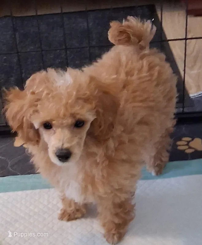 Rose – Poodle - Toy  puppy for sale in Panama City, FL