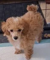 Rose, a female Poodle - Toy  for sale in Panama City, FL – 1 of 4