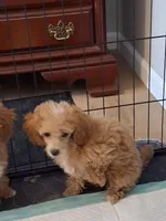 Ruby, a female Poodle - Toy  for sale in Panama City, FL – 2 of 3