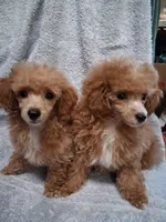 Ruby, a female Poodle - Toy  for sale in Panama City, FL – 3 of 3