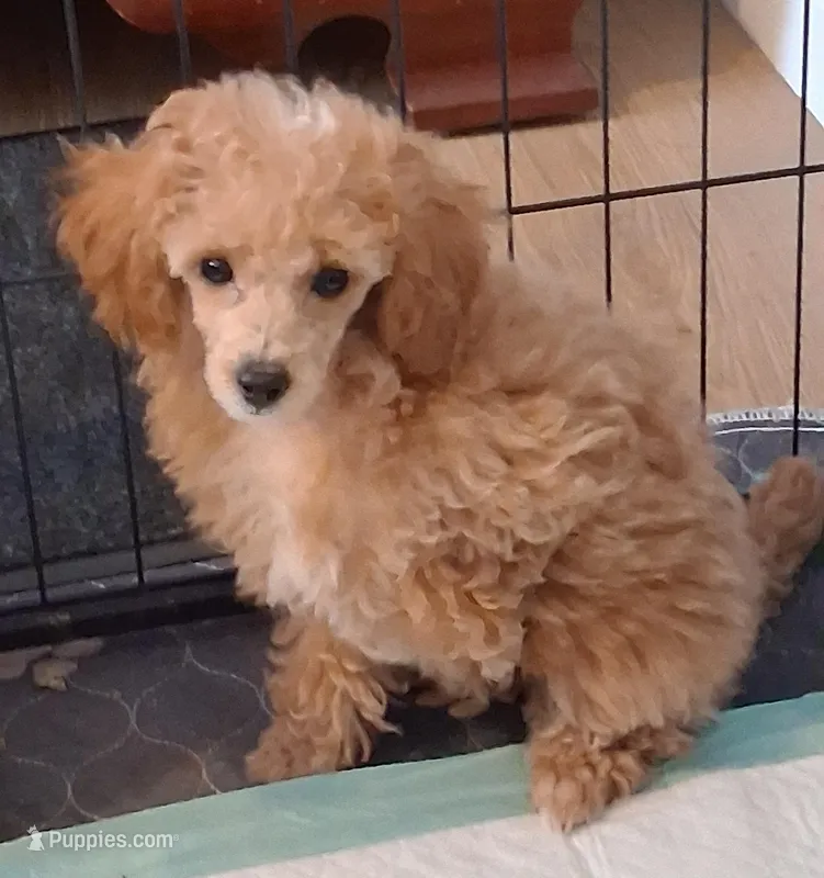 Ruby – Poodle - Toy  puppy on hold in Panama City, FL