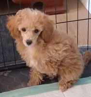 Ruby, a female Poodle - Toy  for sale in Panama City, FL – 1 of 3