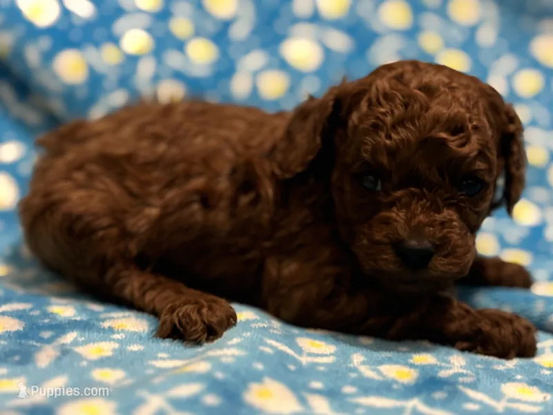 Ruby  – Poodle - Toy  puppy for sale in Rome, GA