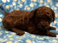 Ruby , a female Poodle - Toy  for sale in Rome, GA – 1 of 3