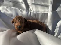 Boone , a male Poodle - Toy  for sale in Silver Creek, GA – 5 of 6