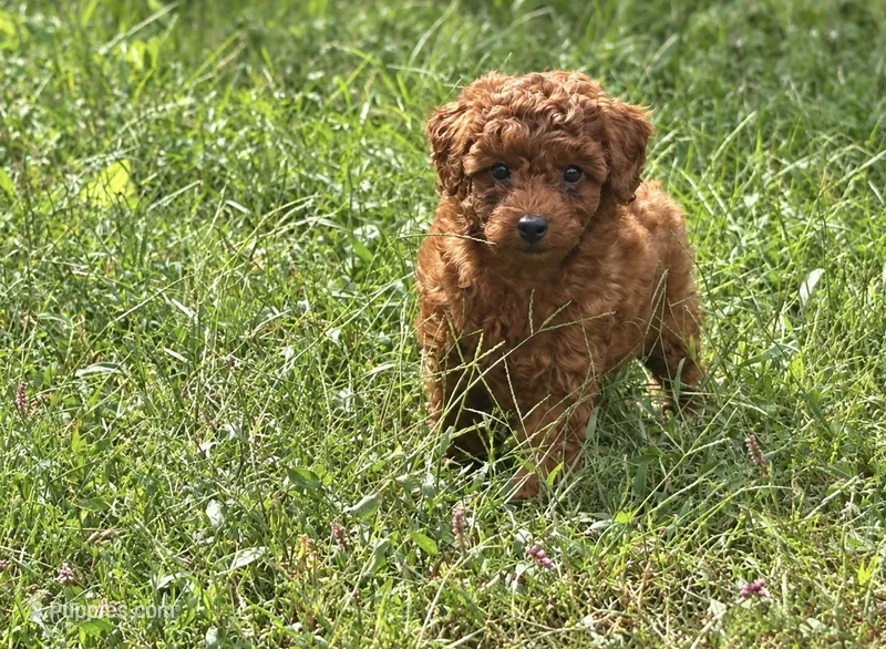 Cash  – Poodle - Toy  puppy for sale in Silver Creek, GA