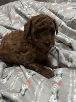 Ruby , a female Poodle - Toy  for sale in Rome, GA – 3 of 3