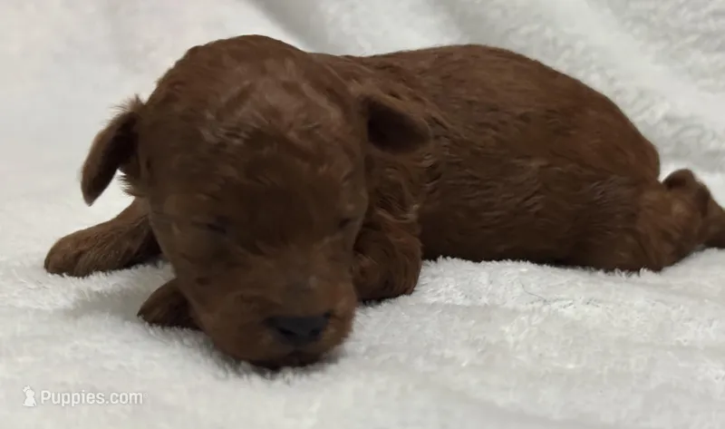 Stella  – Poodle - Toy  puppy for sale in Rome, GA