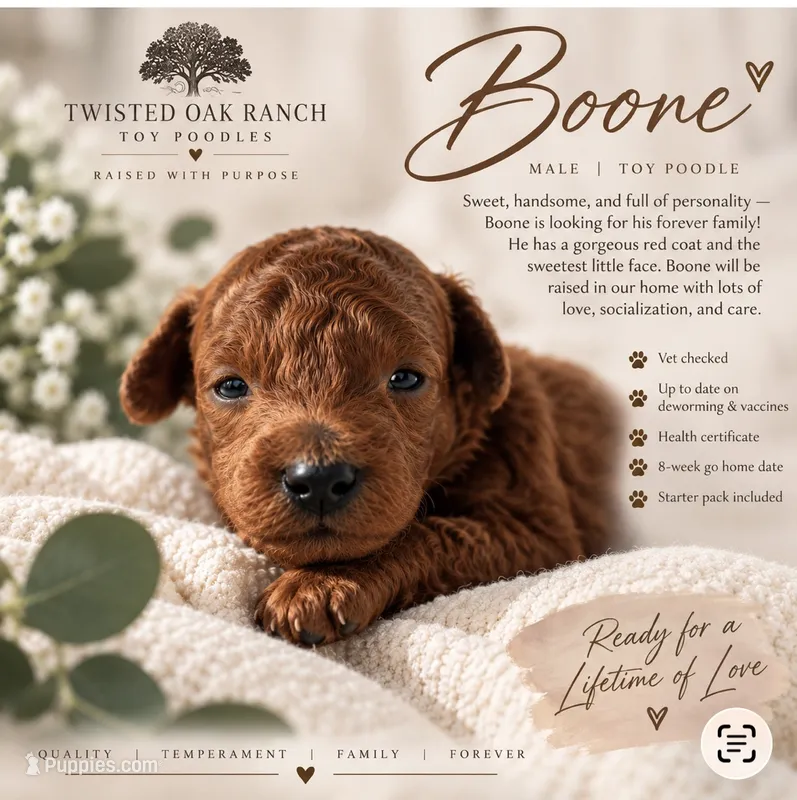Boone  – Poodle - Toy  puppy for sale in Silver Creek, GA