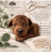 Boone , a male Poodle - Toy  for sale in Silver Creek, GA – 1 of 6