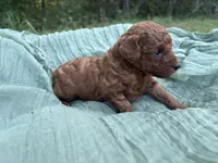 Cash , a male Poodle - Toy  for sale in Silver Creek, GA – 4 of 5
