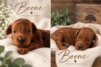 Boone , a male Poodle - Toy  for sale in Silver Creek, GA – 6 of 6