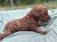 Cash , a male Poodle - Toy  for sale in Silver Creek, GA – 3 of 5