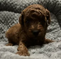 Ruby , a female Poodle - Toy  for sale in Rome, GA – 2 of 3