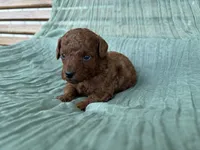 Cash , a male Poodle - Toy  for sale in Silver Creek, GA – 5 of 5