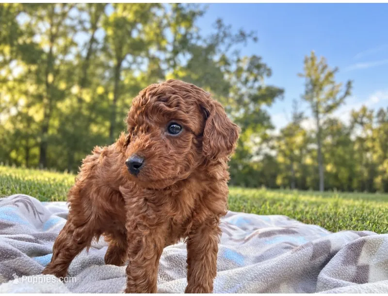 Cash  – Poodle - Toy  puppy for sale in Silver Creek, GA