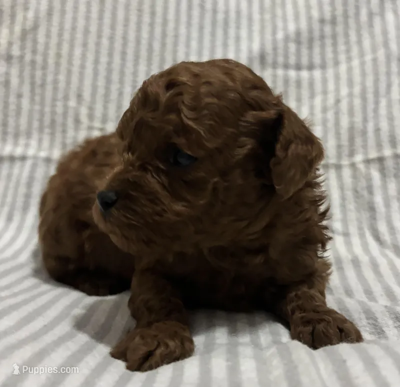 Oliver  – Poodle - Toy  puppy for sale in Rome, GA