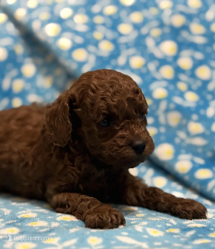 Oliver  – Poodle - Toy  puppy for sale in Rome, GA