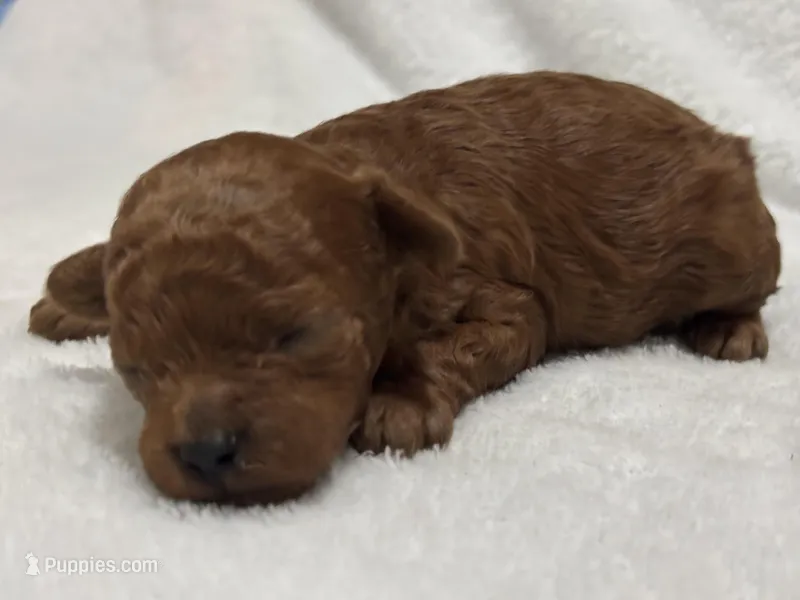 Oliver  – Poodle - Toy  puppy for sale in Rome, GA