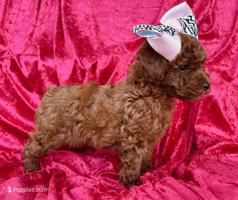 Ruby  – Poodle - Toy  puppy for sale in Rome, GA
