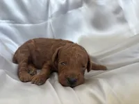 Boone , a male Poodle - Toy  for sale in Silver Creek, GA – 3 of 6