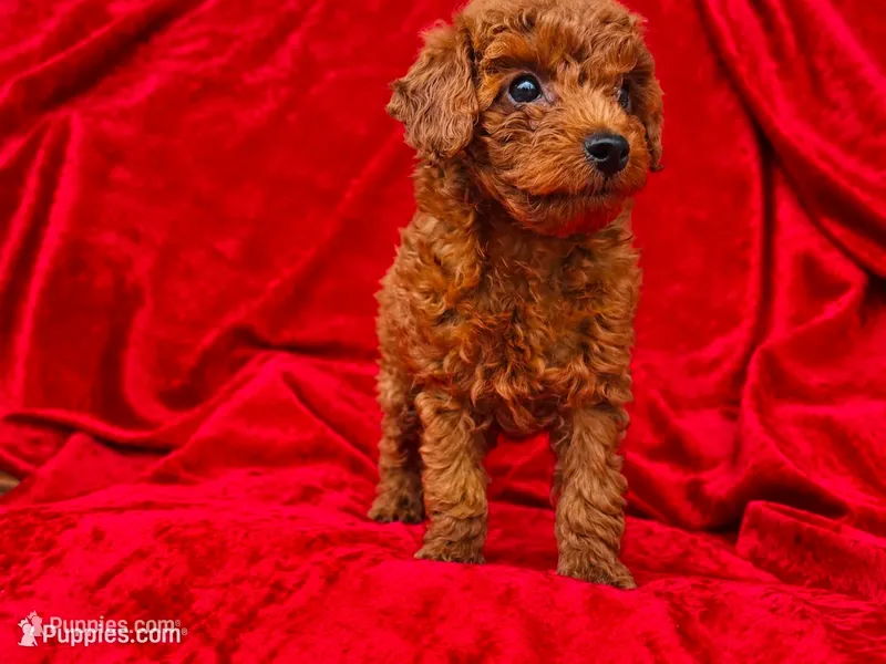 Cash  – Poodle - Toy  puppy for sale in Silver Creek, GA