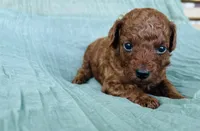 Cash , a male Poodle - Toy  for sale in Silver Creek, GA – 2 of 5