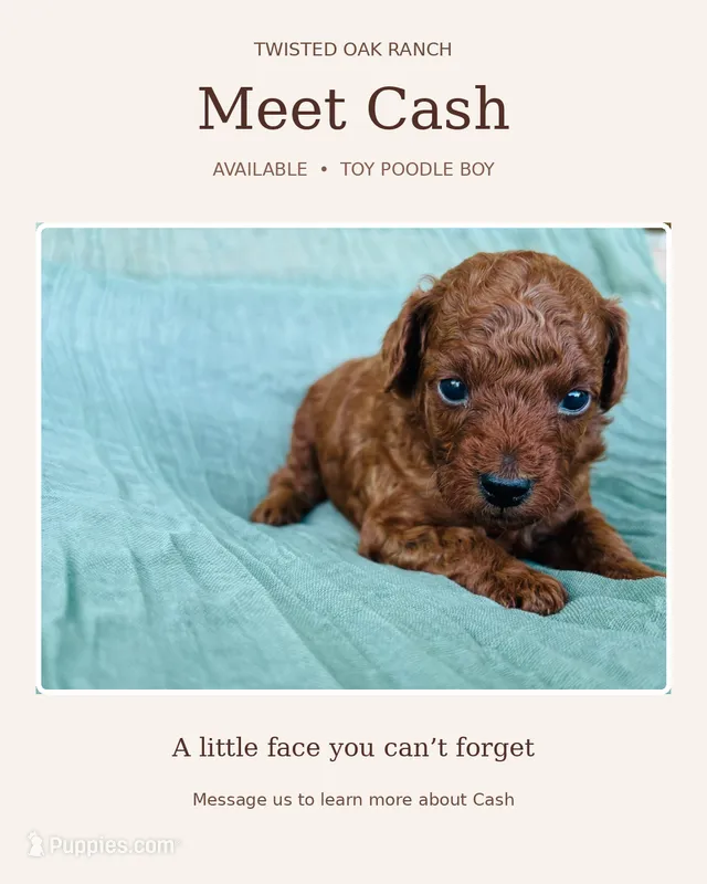 Cash  – Poodle - Toy  puppy for sale in Silver Creek, GA