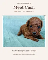 Cash , a male Poodle - Toy  for sale in Silver Creek, GA – 1 of 5