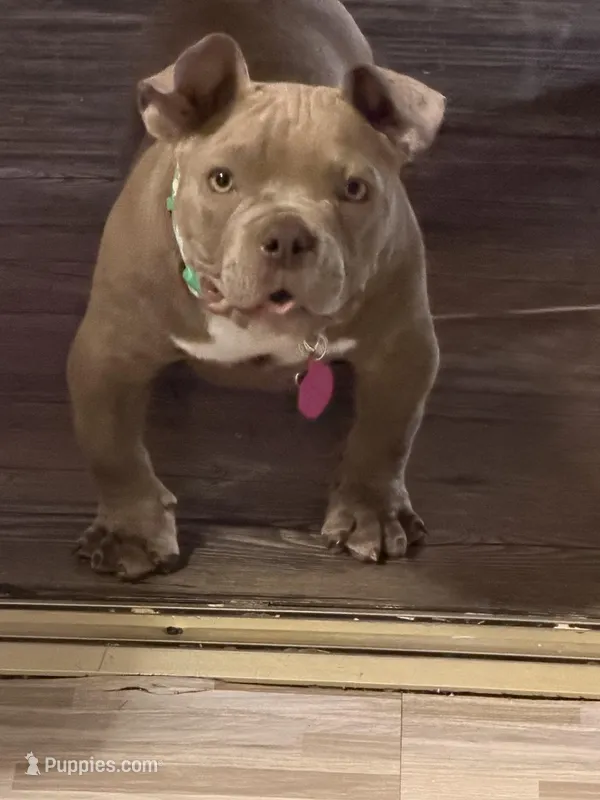 Bella – American Bully puppy for sale in Indio, CA