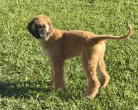 Buck, a male Afghan Hound for sale in Saint Marys, GA – 2 of 3