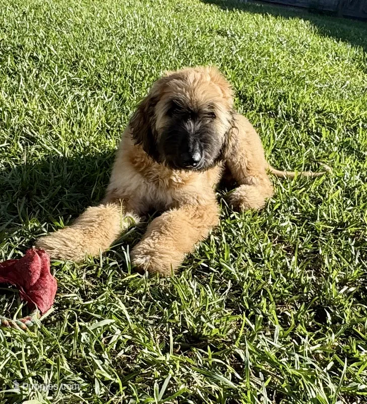 Buck – Afghan Hound puppy for sale in Saint Marys, GA