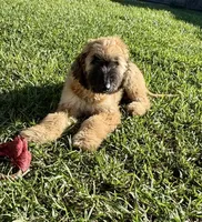 Buck, a male Afghan Hound for sale in Saint Marys, GA – 1 of 3