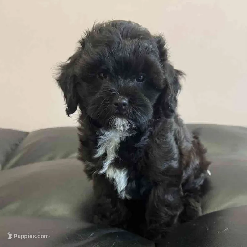 Pintu – Maltipoo, Poodle - Toy  puppy for sale in San Fernando, CA